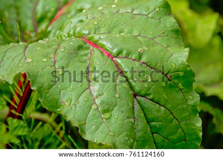 Green leaf with red veins and rain drips of a red beat plant in the garden, selective focus