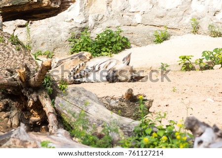 Striped hyena rests after night hunting, on hot African sand in the early morning