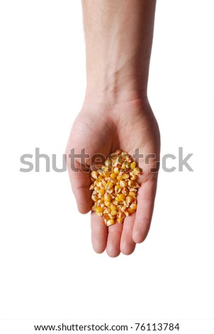 Hand with corn seeds isolated on white