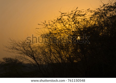 Sunrise with tree silhouette in colorful clear sky 