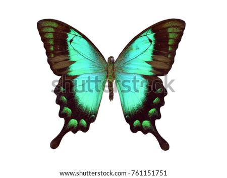Beautiful colorful Papilio Lorquinianus butterfly isolated on white background