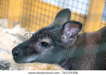 Kangaroo in the hand zoo