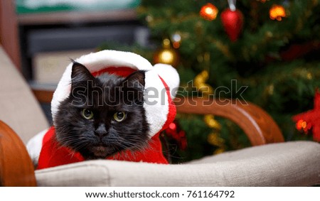 Photo of New Year's cat in Santa costume sitting at chair