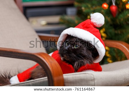 New Year's picture of black cat in Santa costume