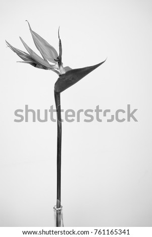 Beautiful Bird of Paradise flower (Strelitzia reginae) isolated in white background.