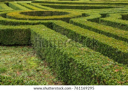 A detail picture of a living fence by the castle, arranged as a maze or labyrinth. 