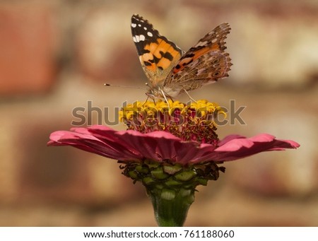Painted Lady Sipping Nectar from a pink Flower