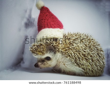 hedgehog wearing a Christmas hat Vintage ideas