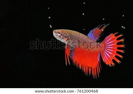 Beauty Beta Fish