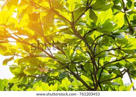 Abstract close-up view of plumeria branches and leaves. Sunlight shine on the leaves.
