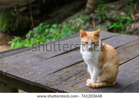 A orange cat sitting on wooden table outside
