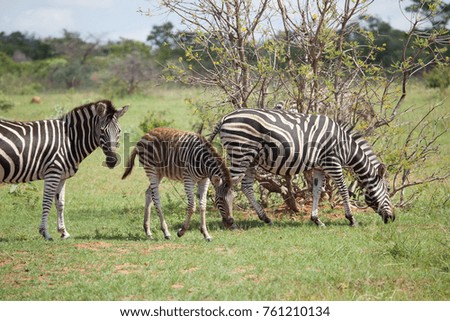 Zebras In A South African Game Reserve
