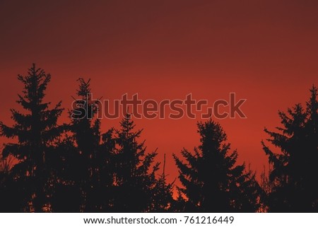 Red sky and clouds above the forest on a sunny morning. Dramatic red sky