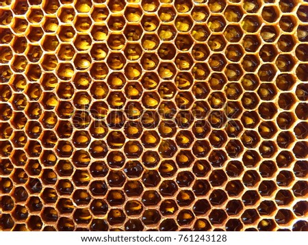 Honeycomb full of honey. Golden sweet texture.
Dark honeycomb with honey
