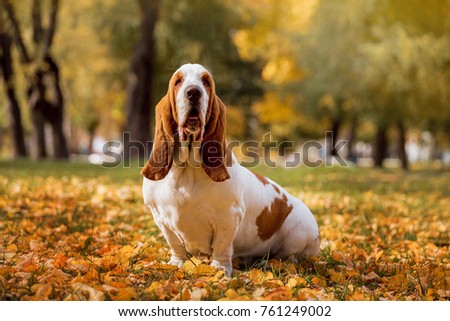 Dog breed Basset Hound Royalty-Free Stock Photo #761249002