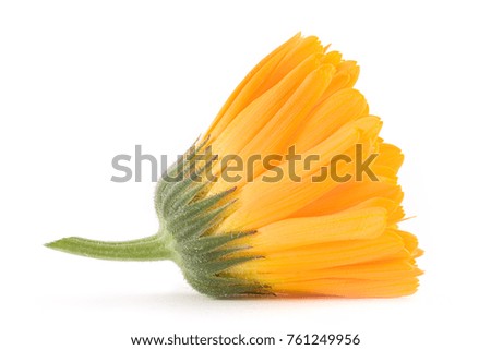 Isolated calendula flower