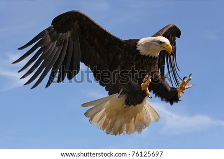 Eagle in Flight Royalty-Free Stock Photo #76125697