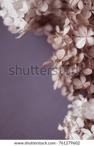 
hydrangea close-up on a blue background