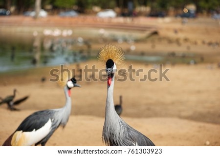 Two grey crowned cranes (Balearica regulorum). One is facing the camera and other is pictured sideways. Trees, cars, lake and other birds out of focus in the background.
Safari Park, Ramat Gan, Israel