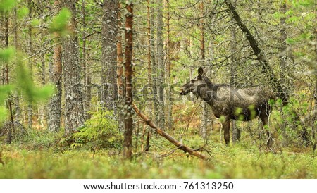 Elk ( moose) in the wild forest in the spring . The picture taken in Soer-Troendelag, Norway 