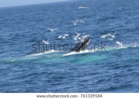 A humpback whale with it's baleen teeth showing while eating with seagulls around it. This picture was taken off the Stellwagen bank. The mouth is open so a reflection is seen off of the baleen.
