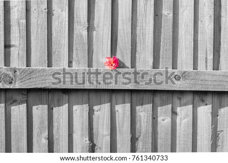 Black & white wooden fence with a colour flower in it