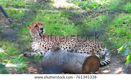 cheetah with gaze