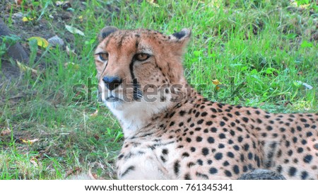 cheetah with gaze