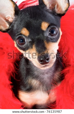 Picture of a funny curious toy terrier dog looking up. white background