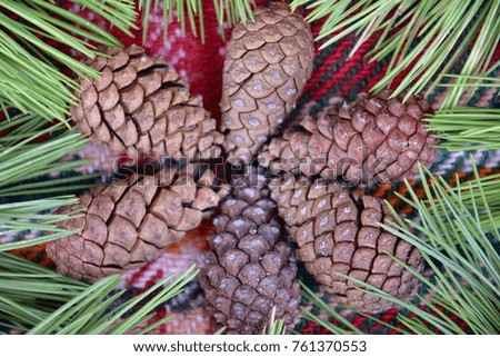 brown pine cones,