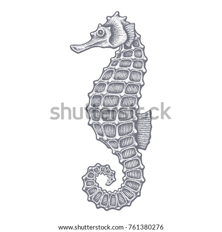 Sea horse hand drawn vector illustration on white background