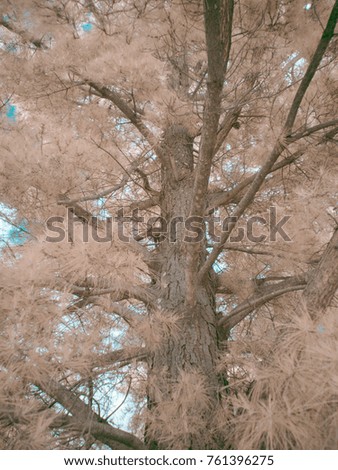 pine tree infrared