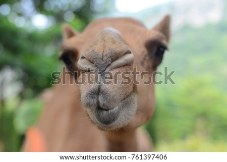 Close encounter with a camel