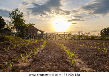 a front selective focus picture of organic young corn field at agriculture farm with a cottage house at background.