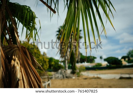 Closeup picture of dry palm leaf natural outdoors background. Environment ecology textured space