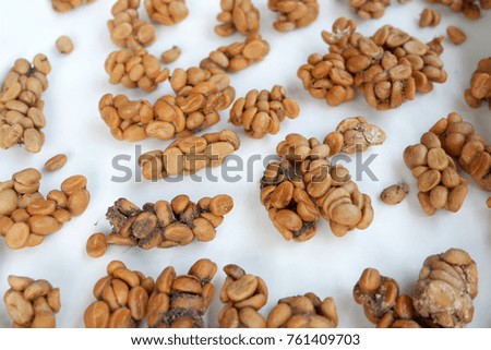 Civet Coffee beans in Southeast Asia. 