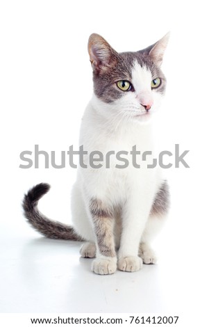 Domestic cat on isolated white background. Cat wanting food. Trained cat. Animal mammal pet. Beautiful grey white  young kitten on isolated white studio photo background. Cat with beautiful eyes.