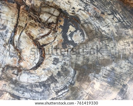 Opal wood fossil textures