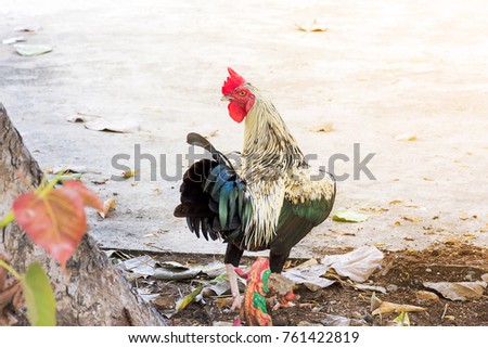chicken  blur king fighting cock village Thailand