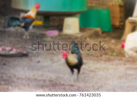 chicken  blur king fighting cock village Thailand