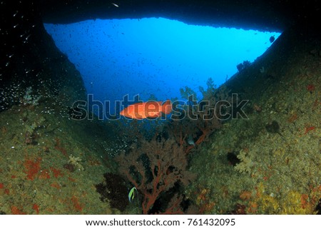 Coral reef and fish in ocean
