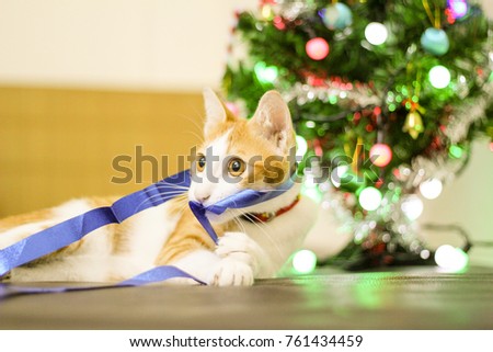 Male cat with brown is playing the ribbon on the Christmas tree background