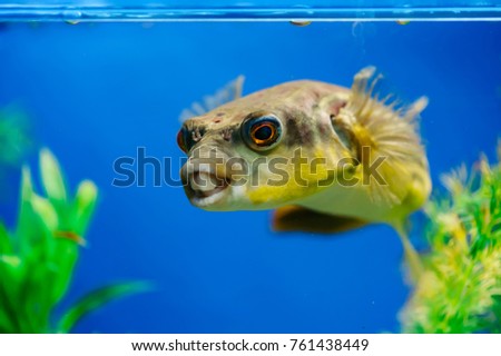 Tetraodon lineatus floats in the aquarium close-up. Yellow toothy predatory fish.