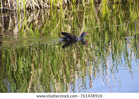A graceful purple swamp hen porphyria porphyria is  reflected  swimming in the blue  lake   in Big Swamp  Bunbury Western Australia  on a sunny summer  afternoon.