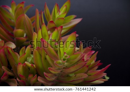 
Succulent green and red plant on black background. Aeonium simsii