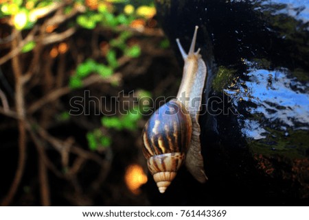 The snail is slow and lazy.
