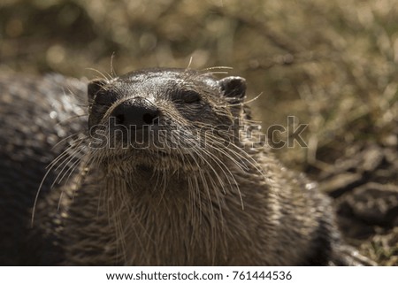 River otter in ZOO