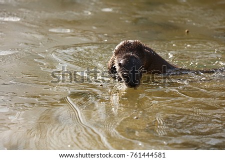 River otter in ZOO