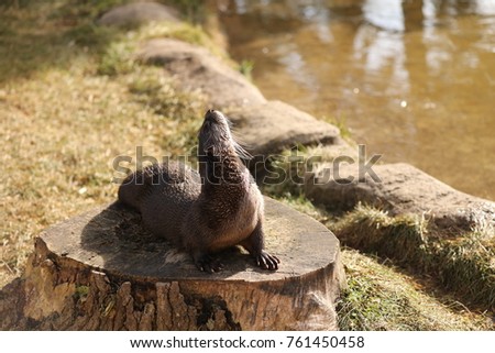 The North American river otter (Lontra canadensis)