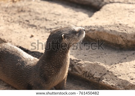 River otter in zoo